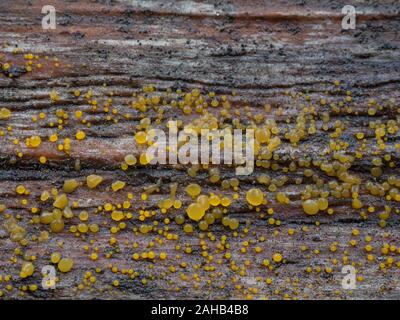 Dacrymyces stillatus, Common Jellyspot fungus, growing in Görvälns naturreservat, Sweden. Stock Photo