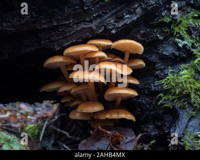 Velvet foot mushroom also known as winter mushroom (Flammulina velutipes) growing in Görvälns naturreservat, Järfälla, Sweden Stock Photo