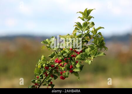 Branch of Hamiltons spindletree or Euonymus hamiltonianus or Himalayan spindle small flowering tree filled with reddish fruit capsules split into four Stock Photo