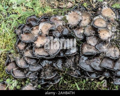 Coprinopsis atramentaria, commonly known as the common ink cap or inky cap, growing in Görvälns naturreservat, Sweden. Stock Photo