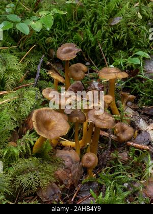 Craterellus tubaeformis (Cantharellus tubaeformis) is an edible fungus, also known as Yellowfoot, winter mushroom, or Funnel Chanterelle. Stock Photo