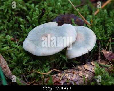 Clitocybe odora, also known as the aniseed toadstool, growing in Görvälns naturreservat, Sweden. Stock Photo