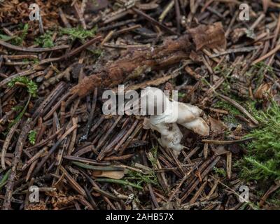 Four-footed earthstar mushroom (Geastrum quadrifidum) growing in Görvälns naturreservat, Järfälla, Sweden Stock Photo