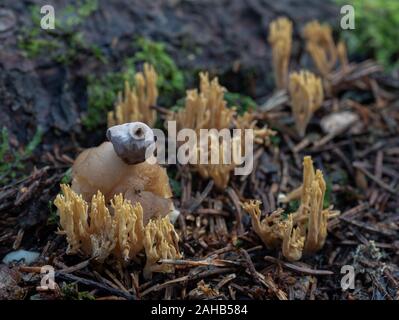 Four-footed earthstar mushroom (Geastrum quadrifidum) growing in Görvälns naturreservat, Järfälla, Sweden Stock Photo