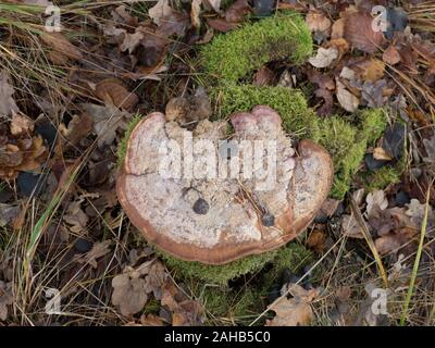 Oak mazegill or maze-gill fungus (Daedalea quercina) growing in Görvälns naturreservat, Järfälla, Sweden Stock Photo