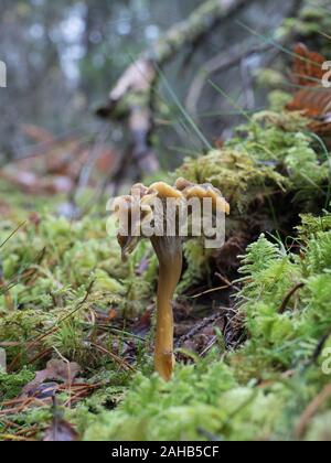 Craterellus tubaeformis (Cantharellus tubaeformis) is an edible fungus, also known as Yellowfoot, winter mushroom, or Funnel Chanterelle. Stock Photo