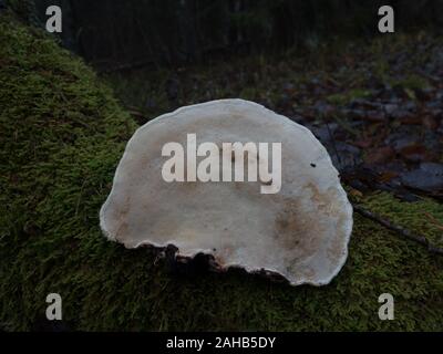 Stem decay fungus  Red belt conk (Fomitopsis pinicola) in Görvälns naturreservat in Järfälla, Sweden Stock Photo