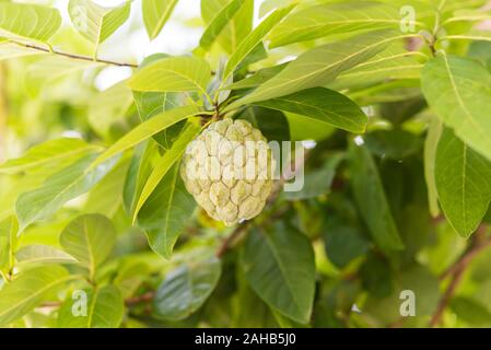 Sugar-apple fruit (Annona squamosa) on a tree branch. The fruit is also known as sweetsop or custard apple. Stock Photo