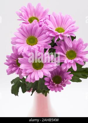 beautiful pink daisies flowers isolated on white background Stock Photo
