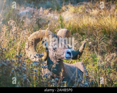 Portrait of an American bighorn sheep (Latin - Ovis canadensis) ram relaxing in the long grass of a valley in Yellowstone National Park, Wyoming. Stock Photo