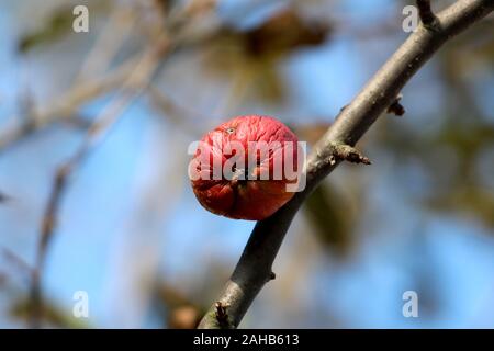 Dark red fully ripe shriveled apple growing from single branch of apple tree planted in local home orchard on warm sunny autumn day Stock Photo