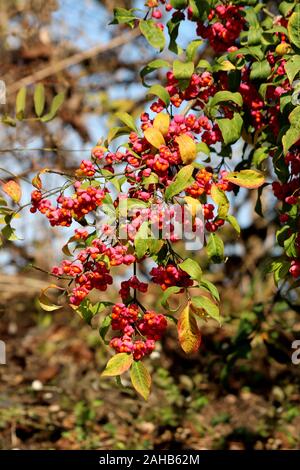 Dense branches of Hamiltons spindletree or Euonymus hamiltonianus or Himalayan spindle small flowering tree filled with reddish fruit capsules split Stock Photo