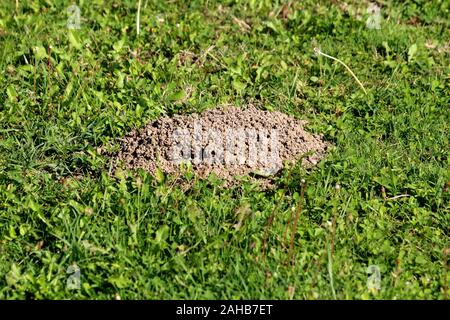 Large molehill made in middle of field surrounded with uncut green grass on warm sunny autumn day Stock Photo