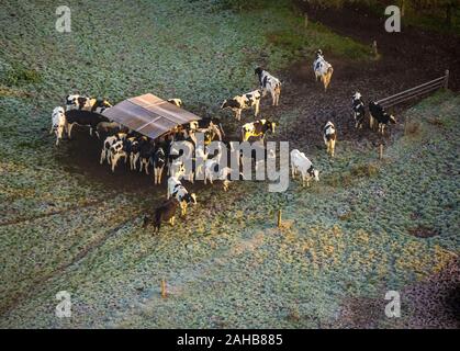 Aerial photo, cows on the pasture in Heessen am Futter trough, hoarfrost, morning impression, Hamm, Ruhr area, North Rhine-Westphalia, Germany, DE, Eu