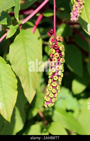 Pokeweed or Phytolacca americana or American pokeweed or Poke salad poisonous herbaceous perennial plant with small fresh light green berries Stock Photo