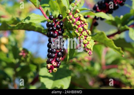 Pokeweed or Phytolacca americana or American pokeweed or Poke salad poisonous herbaceous perennial plant with small fully ripe black berries Stock Photo