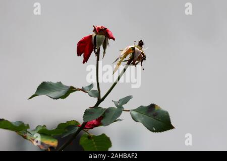 Two dark red layered roses with completely dry shriveled partially fallen petals growing on thorn filled stems surrounded with dark green leaves Stock Photo