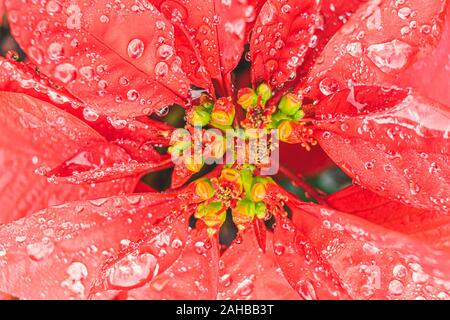 Vibrant red poinsettia flower plant water drops background texture Stock Photo