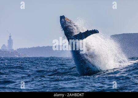 Humpback whale breaching off Sydney's Heads with Crows Nests in the background, Sydney, Australia Stock Photo