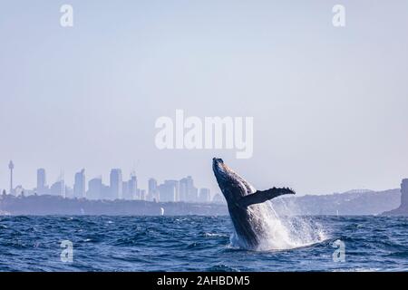 Humpback whale off Sydney Heads, Australia Stock Photo - Alamy