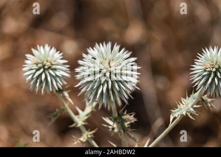 Great Globe Thistle Flowers in Summer Stock Photo