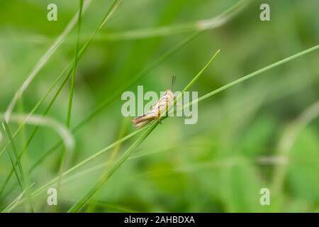 Grasshopper Nymph on Leaf in Summer Stock Photo
