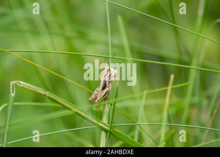 Grasshopper Nymph on Leaf in Summer Stock Photo