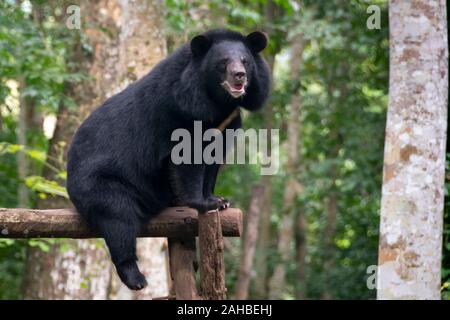 Sun Bear in forest near Kuang Si Waterfall, Luang Prabang, Laos Stock Photo