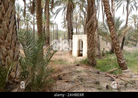 A concrete shed in a palm tree forest and oasis in the Sahara Desert near the town of Tozeur, in the Jerid region of southern Tunisia. Stock Photo