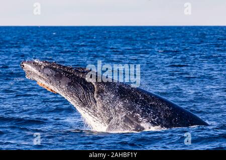 Close up shot of humpback whale head lunge off Sydney, Australia Stock Photo