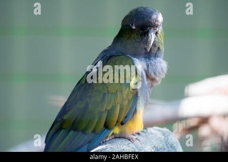 A Burrowing parrot (Cyanoliseus patagonus) or Burrowing parakeet also known as the Patagonian conure, portait. Stock Photo