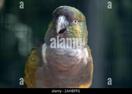 A Burrowing parrot (Cyanoliseus patagonus) or Burrowing parakeet also known as the Patagonian conure, portait. Stock Photo