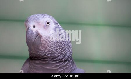 An African Grey Parrot - Psittacus erithacus in a green blurry background Stock Photo