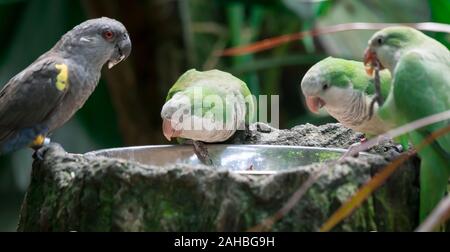 Flock of monk parakeet (Myiopsitta monachus), also known as the Quaker parrot while eating Stock Photo