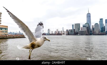 New York, USA,  27 December 2019.  Seagulls fly over the Hudson river against Lower Manhattan's skyline in New York City.   Credit: Enrique Shore/Alam Stock Photo