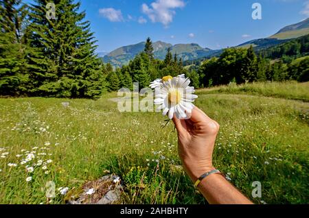Daisy flowers field with beautiful Alps landscape at the background with a lot of pines and fir-trees Stock Photo