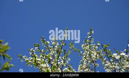 White flowers against blue sky. Plum blossom in full bloom. Spring flowering garden. Blooming cherry plum. Stock Photo
