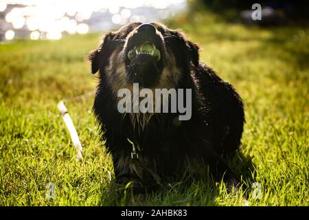 beautiful dog that eats and chews a tennis ball with its mouth lying on the grass in peace at the edge of the river Stock Photo