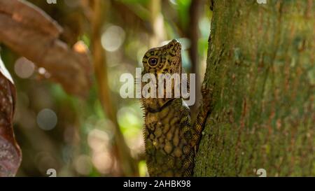 Angle Head Lizard attaches to a tree in Borneo, Malaysia. Close Up angle background bokeh. Danum Valley Field Center. Stock Photo