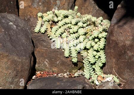Sydney Australia,  trailing stems of sedum morganianum or donkey tail in rockery garden