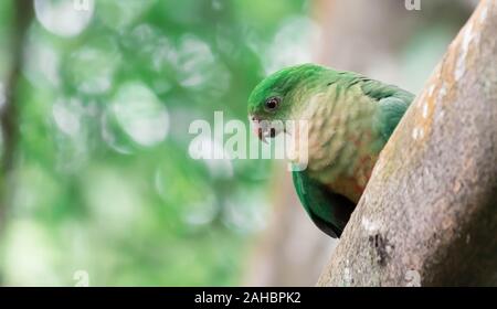 Parrot parakeet while sitting on a tree branch Stock Photo