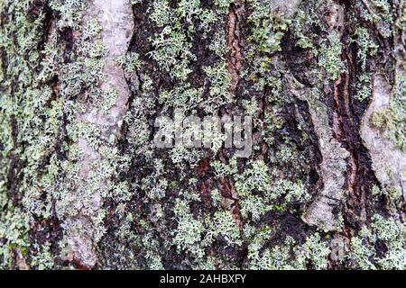 Close up tree trunk birch bark surface as background Stock Photo