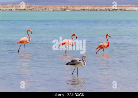 Group of large red caribbean  flamingos walking in lake on coast Stock Photo