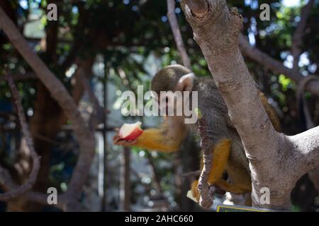 a zoo and the animals living inside it Stock Photo