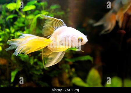 Goldfish picture. Lonely small Japanese fish swims in an aquarium. Golden fish in freshwater aquarium with decorative green underwater plants. Stock Photo