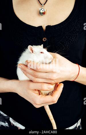White thoroughbred rat in female hands. The concept of home care pets Stock Photo
