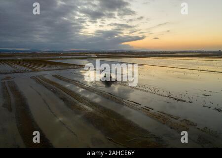 Aerial view of rice fields, flocks of birds and agricultural machinery during sunset on Lake Albufera. Comunidad Valenciana. Stock Photo