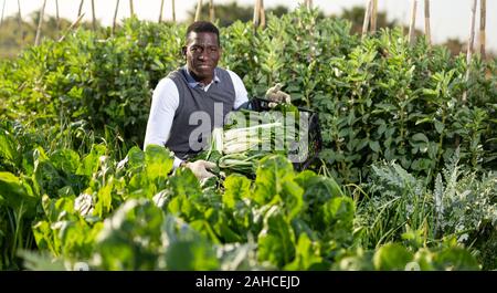 African-American man gathering in crops of leaf beets in his spring vegetable garden Stock Photo