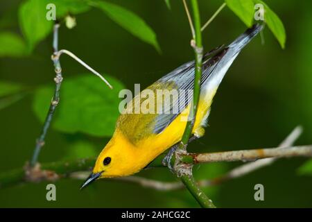 Prothonotary Warbler (Protonotaria citrea), female, breeding plumage Stock Photo