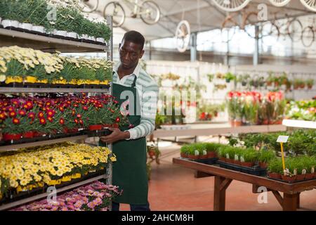 African American man florist arranging flowering Argyranthemum in pots while gardening in glasshouse Stock Photo
